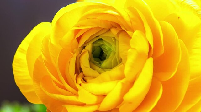 Close-up of a vibrant yellow ranunculus blossom, showcasing intricate petal details.