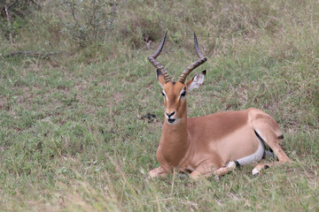Schwarzfersenantilope / Impala / Aepyceros melampus