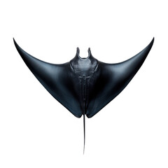 Obraz premium Majestic manta ray in symmetrical pose with dramatic lighting