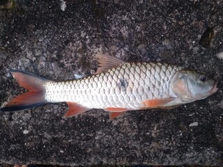 A hampala fish on hook 