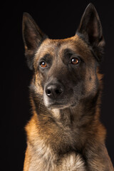 Malinois