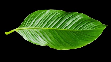 Fototapeta premium Captivating Study of Textures in Intricate Leaf Design