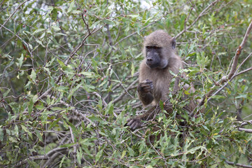 Bärenpavian / Chacma baboon / Papio ursinus
