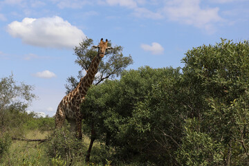 Giraffe / Giraffe / Giraffa camelopardalis