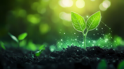 Young Plant Growing in Soil with Green Leaves and Soft Natural Light Surrounding It