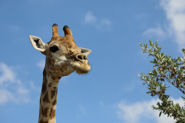 Giraffe / Giraffe / Giraffa camelopardalis