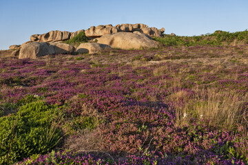 carpet of flowers Calluna vulgaris, common heather among the rocks and boulders on The Pink Granite...
