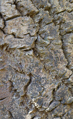 Beautiful close-up of the bark of fraxinus albicans