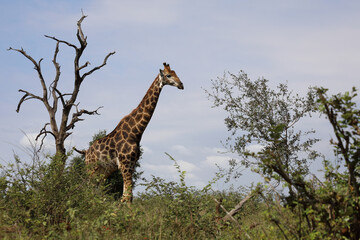 Giraffe / Giraffe / Giraffa camelopardalis