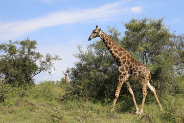 Giraffe / Giraffe / Giraffa camelopardalis