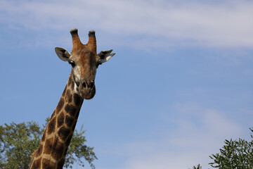 Giraffe / Giraffe / Giraffa camelopardalis