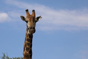 Giraffe / Giraffe / Giraffa camelopardalis