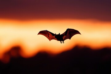 Naklejka premium Bat flies silhouetted during sunset. Wildlife conservation, nature background