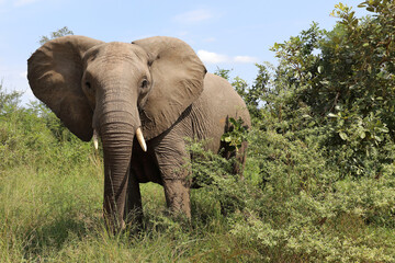 Afrikanischer Elefant / African elephant / Loxodonta africana