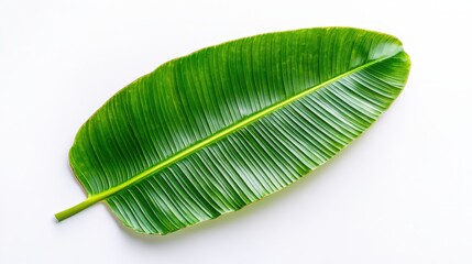 Single Lush Green Banana Leaf Isolated on White