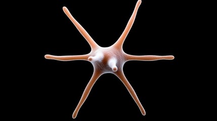 Close-Up View of a Delicate Starfish with Unique Texture and Color