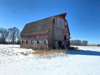The barn for this farm stands tall in the middle of a cornfield