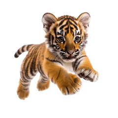 Obraz premium Energetic tiger cub in playful midleap against Transparent background