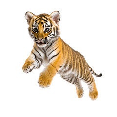 Fototapeta premium Energetic tiger cub in playful midleap against Transparent background