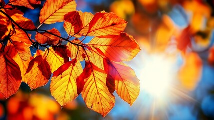 Obraz premium Autumn leaves sunlit branch forest background