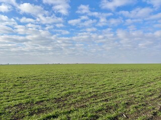 green field with blue sky