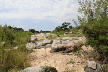 Afrikanischer Busch - Krügerpark - Biyamiti River / African Bush - Kruger Park - Biyamiti River /