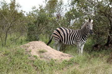Obraz premium Steppenzebra / Burchell's zebra / Equus quagga burchellii