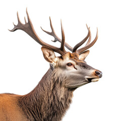 Majestic red deer stag with wide antlers on Transparent background