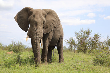 Fototapeta premium Afrikanischer Elefant / African elephant / Loxodonta africana