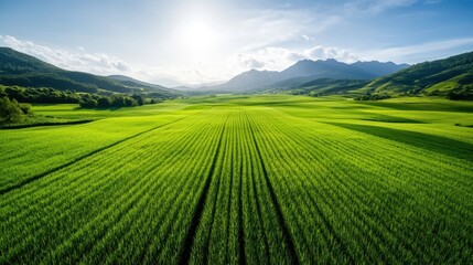Fototapeta premium Expansive green rice fields beneath a bright sky with mountains in the background, highlighting the stunning beauty of rural landscapes and agricultural splendor.