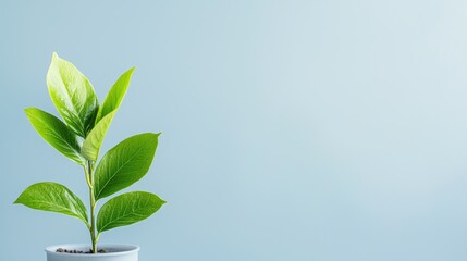 Fototapeta premium Small plant in pot on light blue background. Use For websites, articles, or social media posts about nature, growth, or interior design