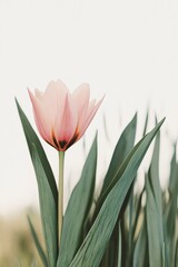 Naklejka premium Beautiful tulip flower in Spring.