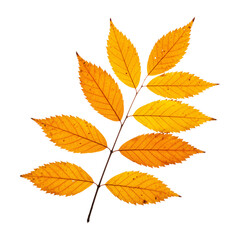 Fototapeta premium A detailed close-up image of a branch with several vibrant autumn leaves