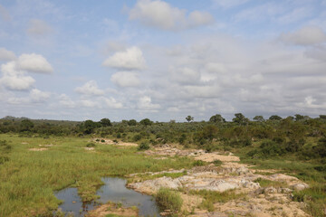 Obraz premium Afrikanischer Busch - Krügerpark - Biyamiti River / African Bush - Kruger Park - Biyamiti River /
