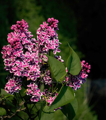 Lilacs with multi-colored flowers, purple centers with white edges, varietal named Sensation.