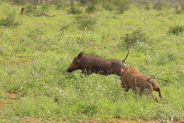 Warzenschwein / Warthog / Phacochoerus africanus.