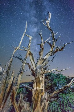 Star Snatcher