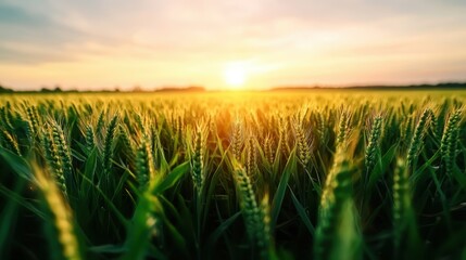 This stunning image captures lush green wheat fields bathed in the warm glow of a sunset, emphasizing the beauty and tranquility of agricultural landscapes.