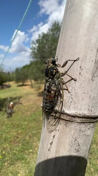 Close-Up of Cicadas Singing in the Sun on a Warm Summer Day