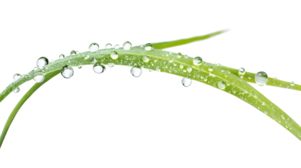 fresh green grass blade with water droplets isolated png transparent background