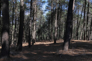 Obraz premium forest in autumn