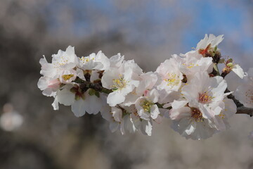 almendro en flor temporada