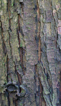 Beautiful close-up of the bark of afrocarpus gracilior