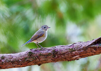 枝に止まるルリビタキ