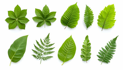 Collection of various green leaves isolated on white background for botanical uses