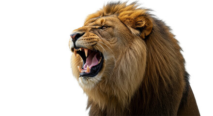 Lion Roaring PNG 
