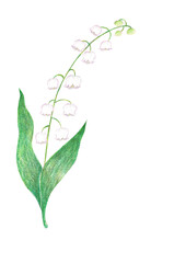 lily of the valley