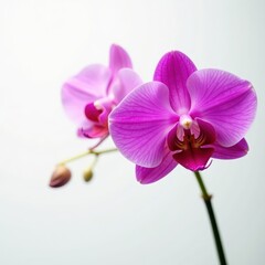 Obraz premium Single rosy orchid, vibrant color, pristine white backdrop , elegant, beauty, exotic