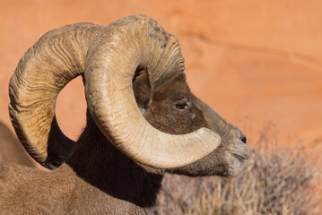 Desert Bighorn Sheep Ram in Winter in the Valley of Fire State Park Nevada
