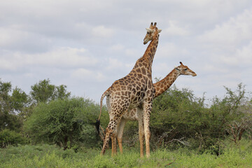 Giraffe / Giraffe / Giraffa camelopardalis